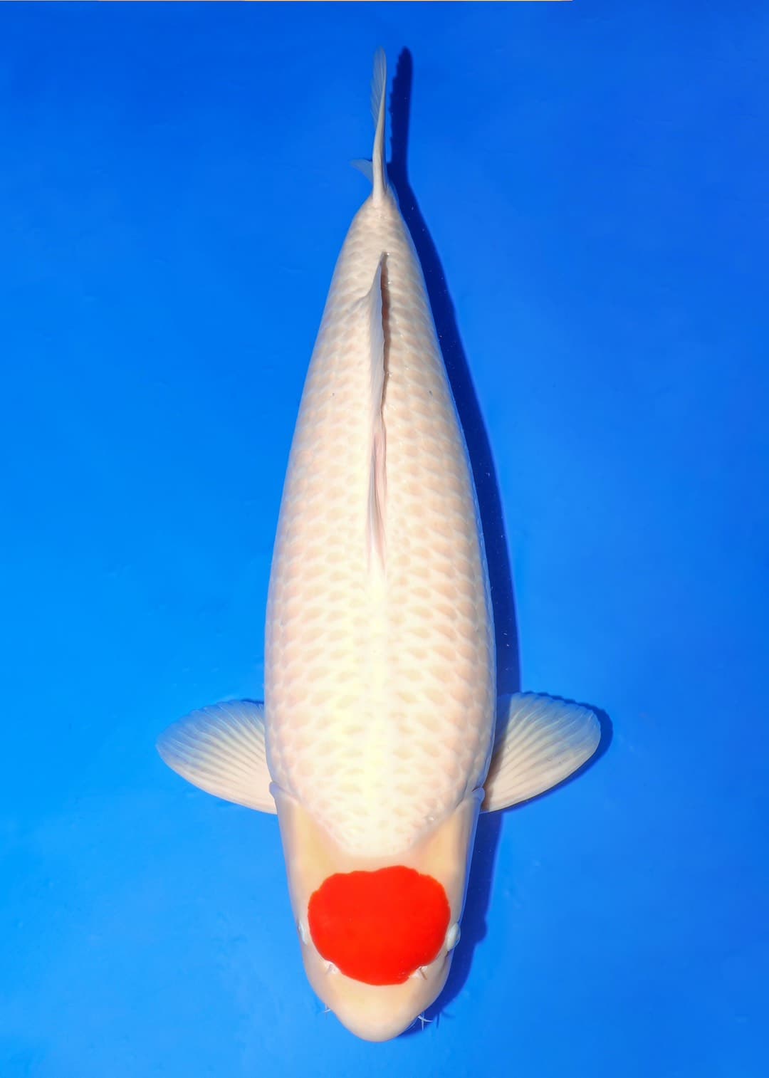 Japanse koi Isa  Kohaku  Yonsai 75cm