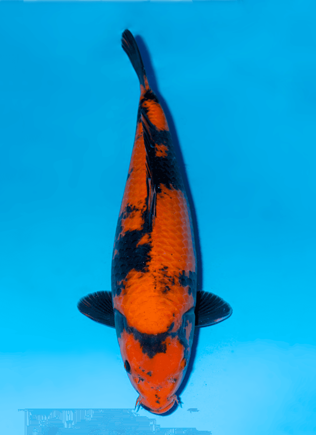 Japanse koi Shinoda  Hi-utsuri  Nisai 54cm