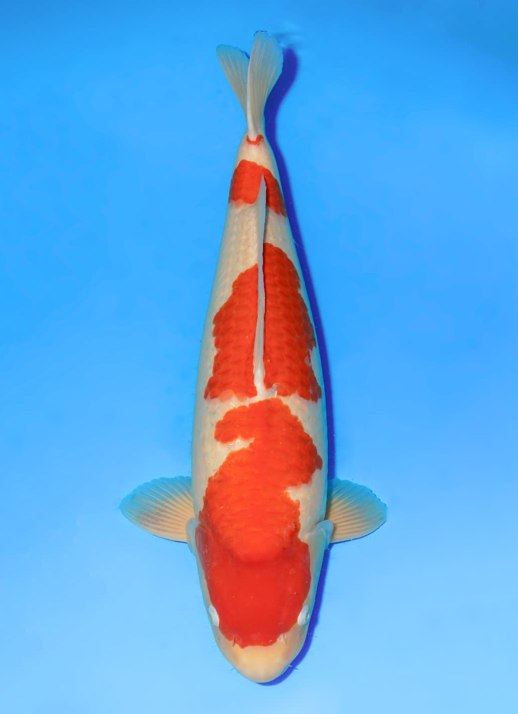 Japanse koi Dainichi  Kohaku RedTiger Nisai 62cm