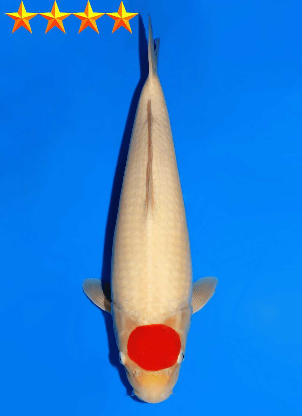 Japanse koi Dainichi  Kohaku DMM Tosai 45cm