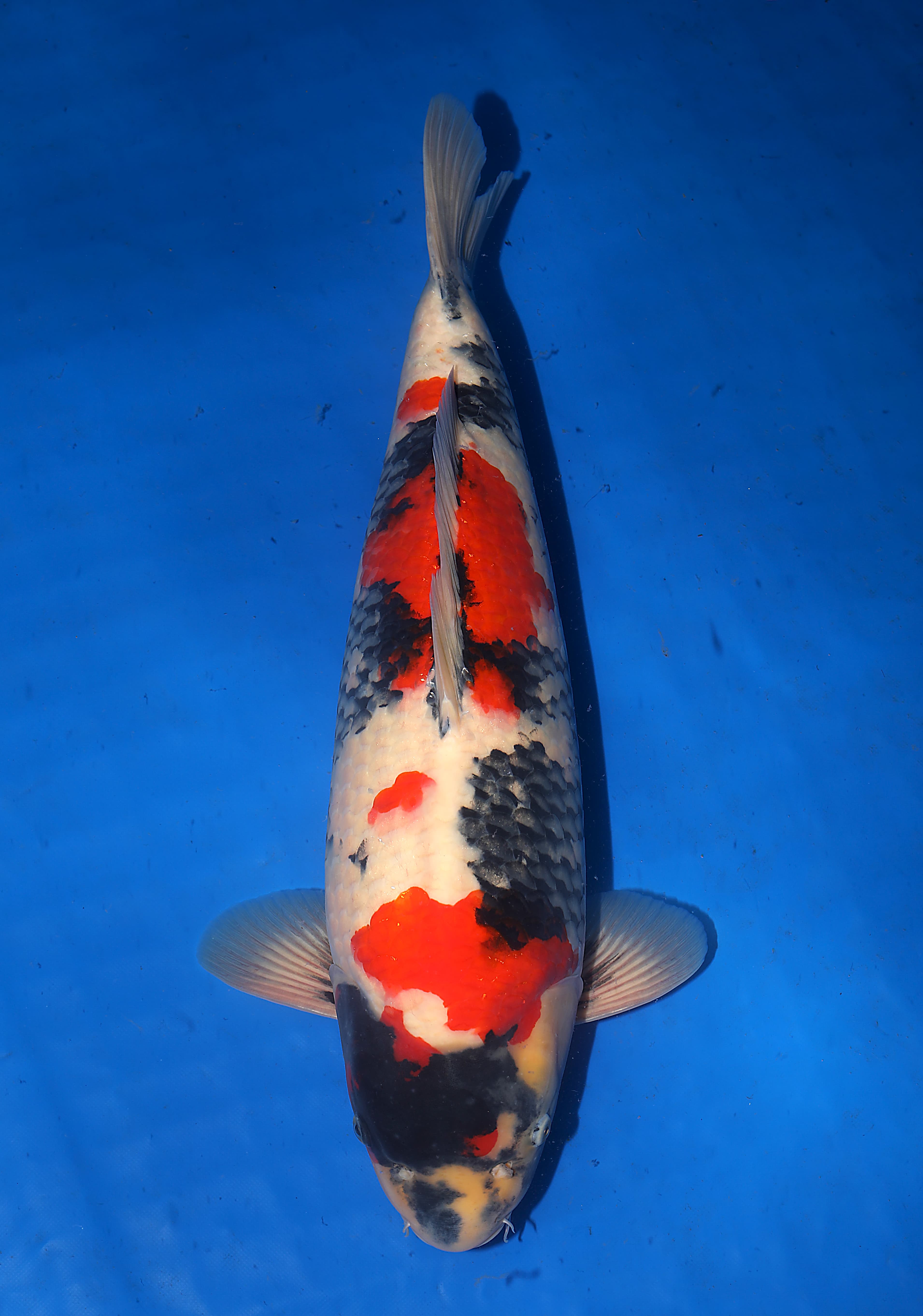 Japanse koi Isa  Showa  Sansai 65cm