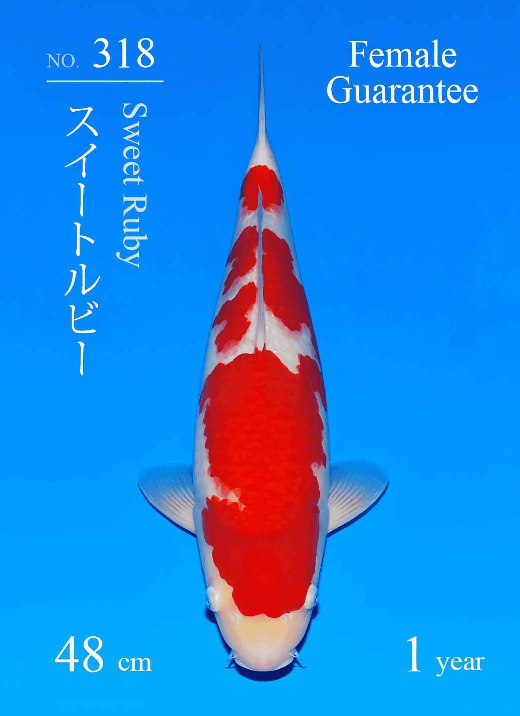 Japanse koi Sakai Fish Farm  Kohaku Sweet Ruby Tosai 48cm