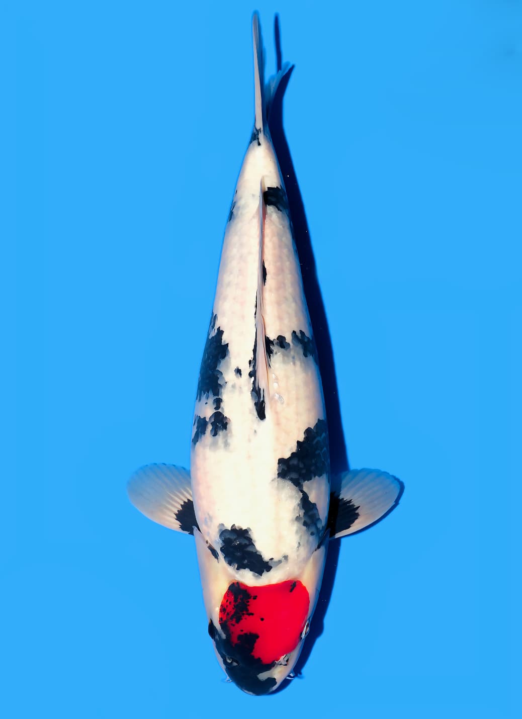 Japanse koi Isa  Showa Goroumaru Tosai 41cm