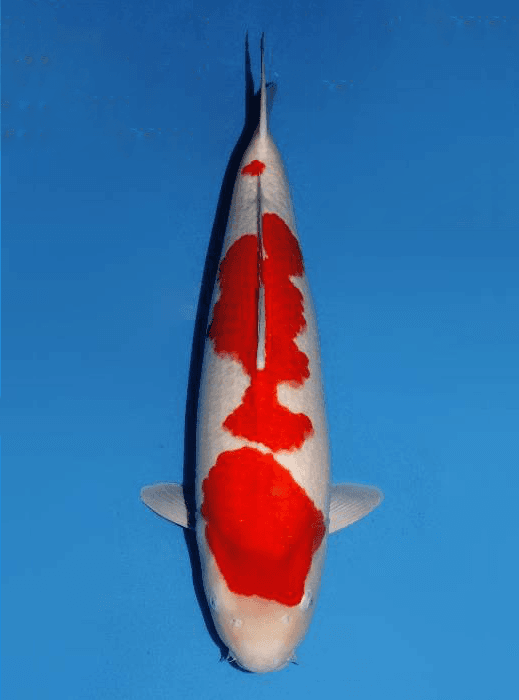 Japanse koi Dainichi  Kohaku SuperKohaku Rokusai + 66cm