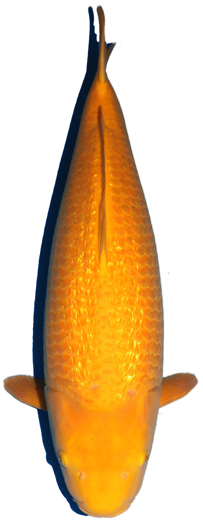 Japanse koi Dainichi  Karashigoi YellowMonkey Sansai 72cm