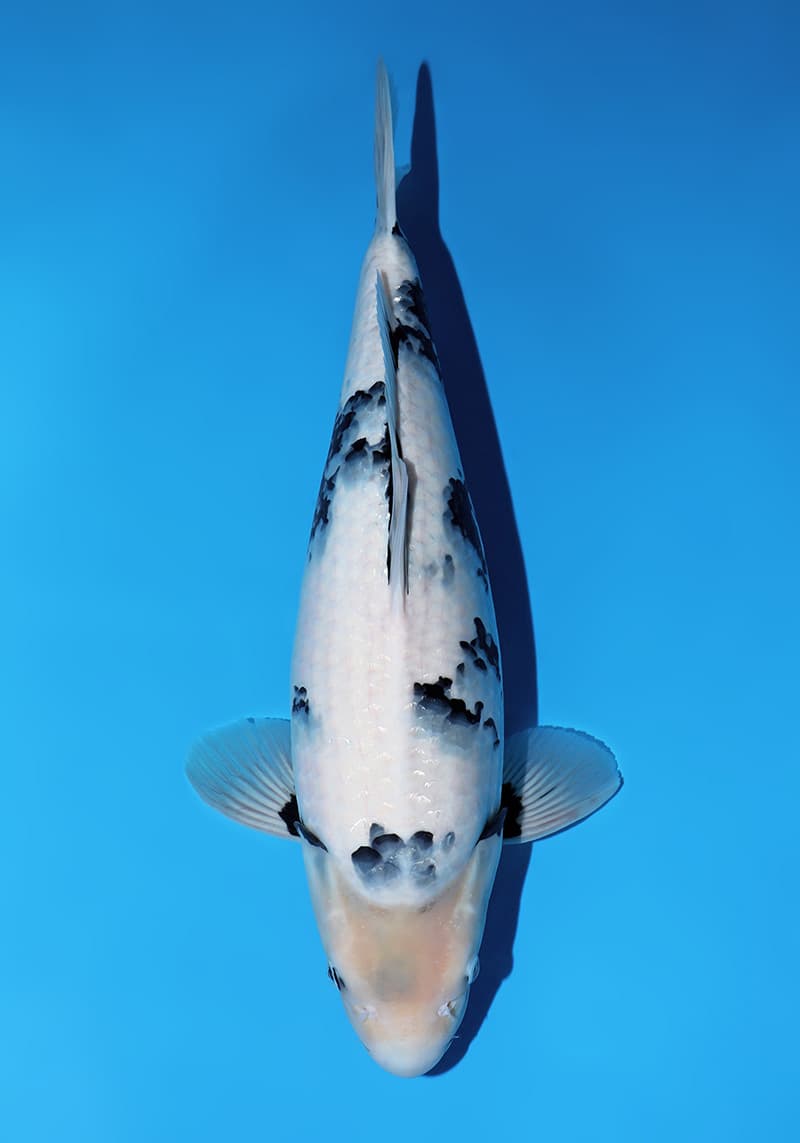 Japanse koi Omosako  Shiro-utsuri Y-1 Nisai 51cm