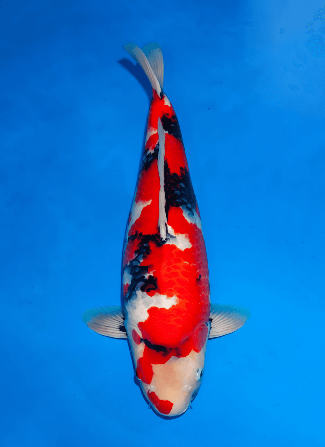Japanse koi Ogata  Showa Isa Nisai 57cm