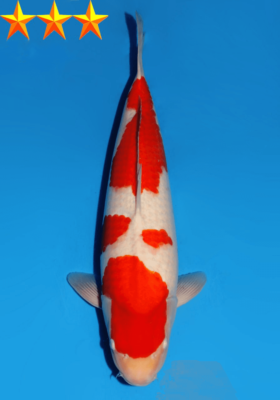 Japanse koi Dainichi  Kohaku RedTiger Yonsai 59cm