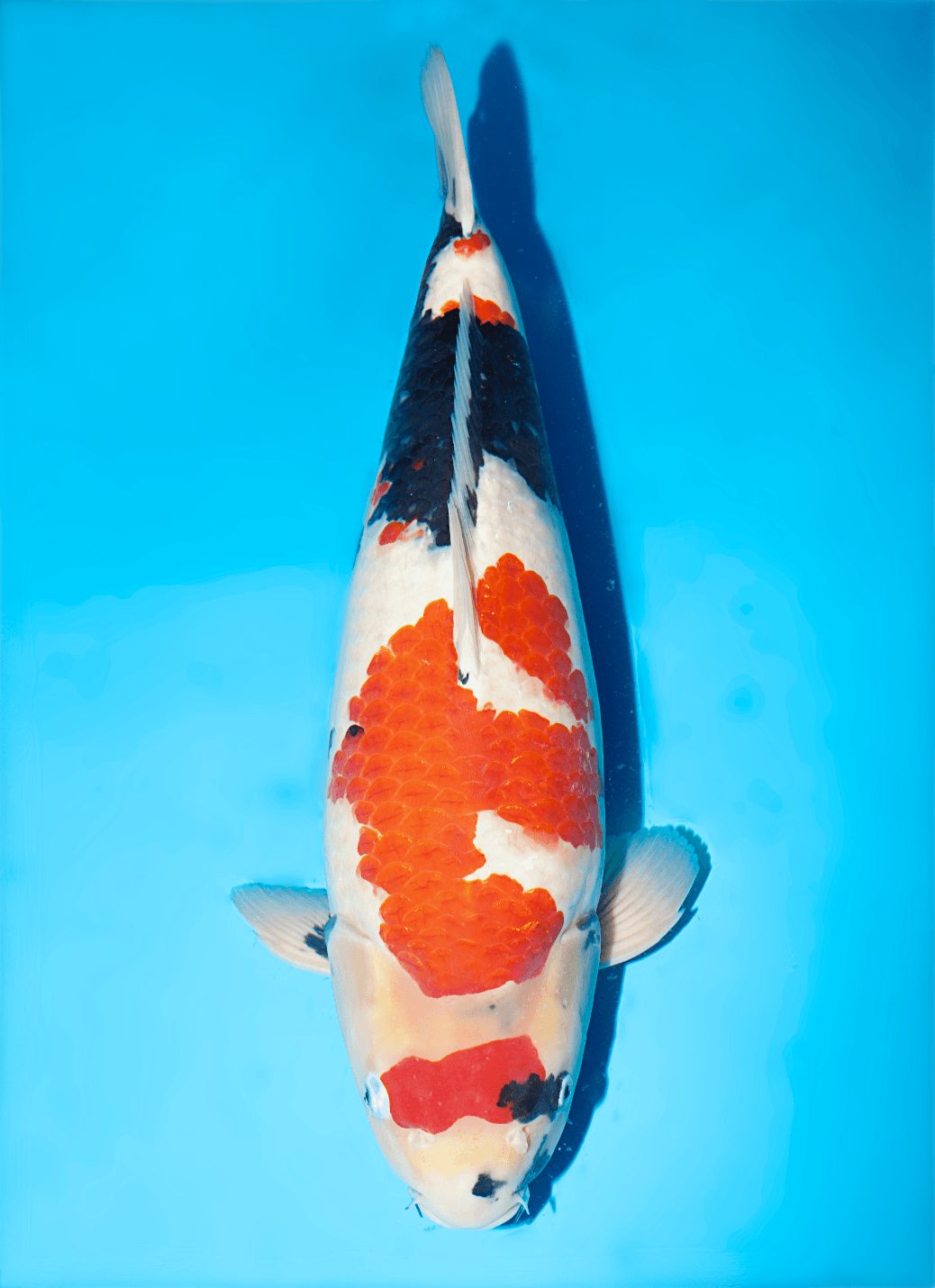 Japanse koi Isa  Showa  Nisai 48cm