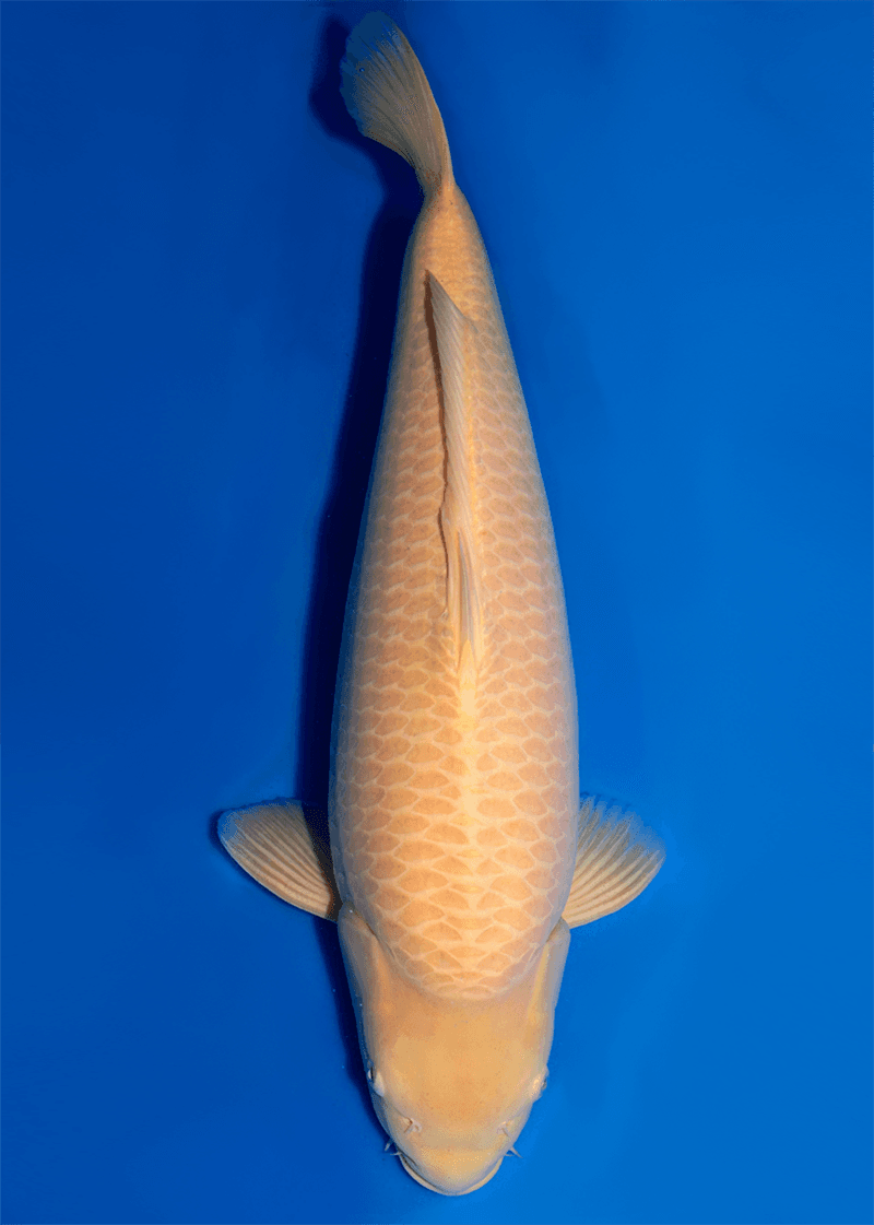 Japanse koi Konishi  Karashigoi Konishi Sansai 70cm