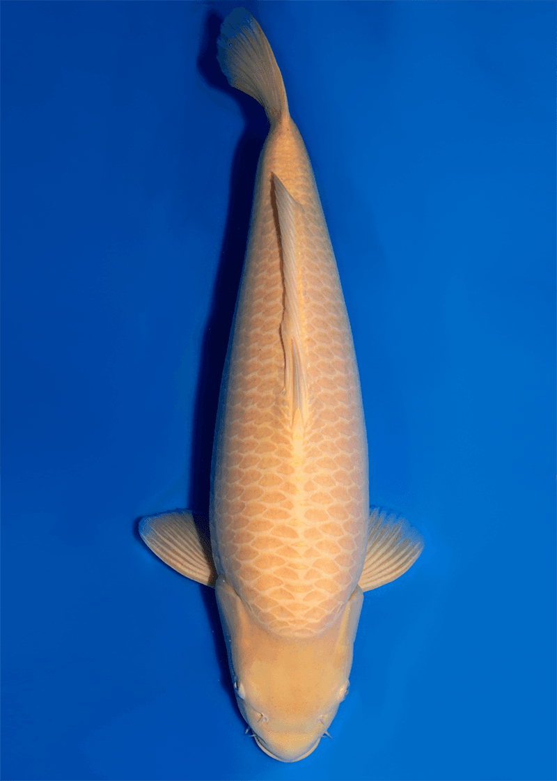 Japanse koi Konishi  Karashigoi Konishi Nisai 62cm