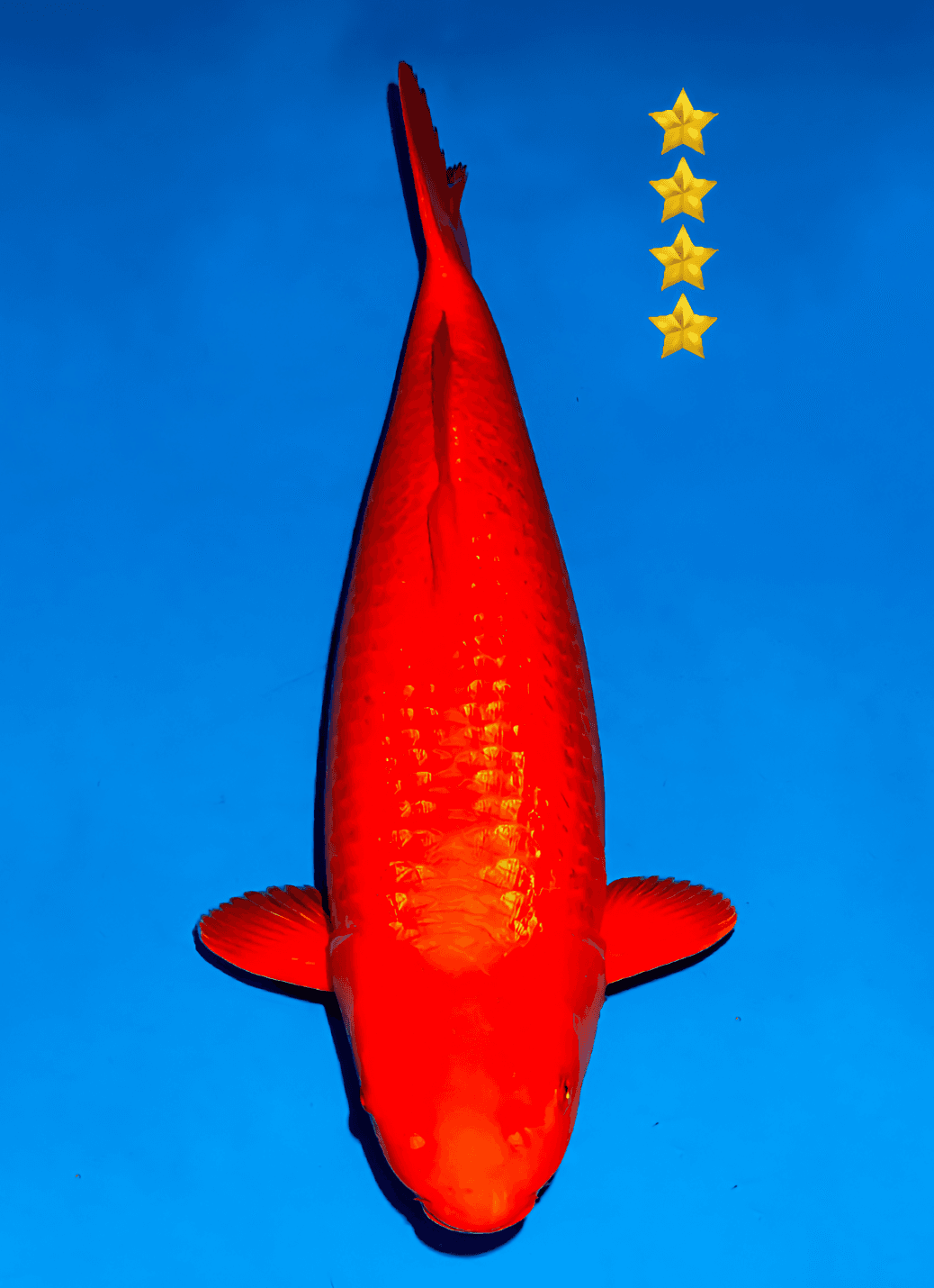 Japanse koi Ogata Ginrin Benigoi Taiho Nisai 61cm