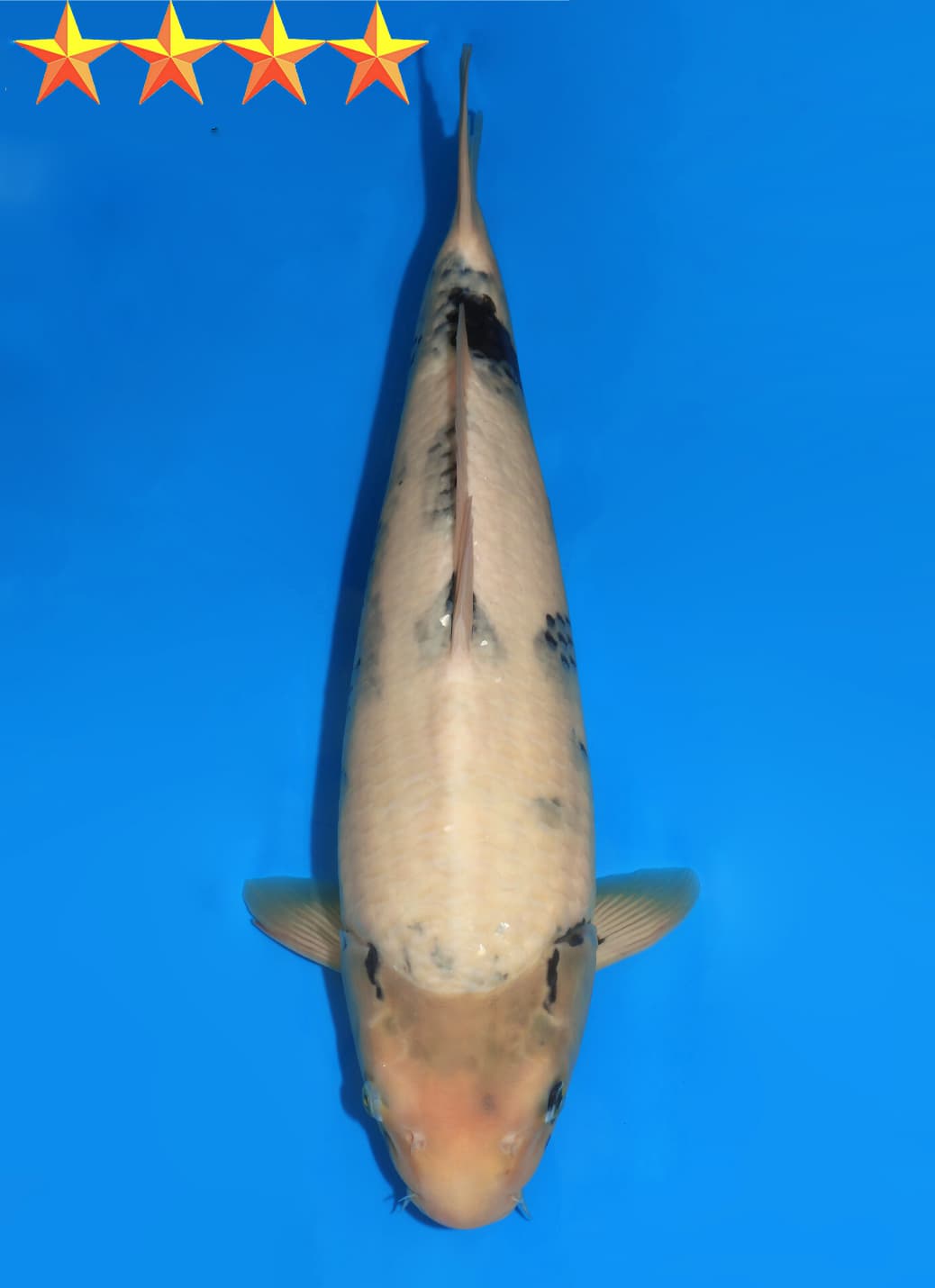 Japanse koi Dainichi  Shiro-utsuri MonaLisa Tosai 46cm