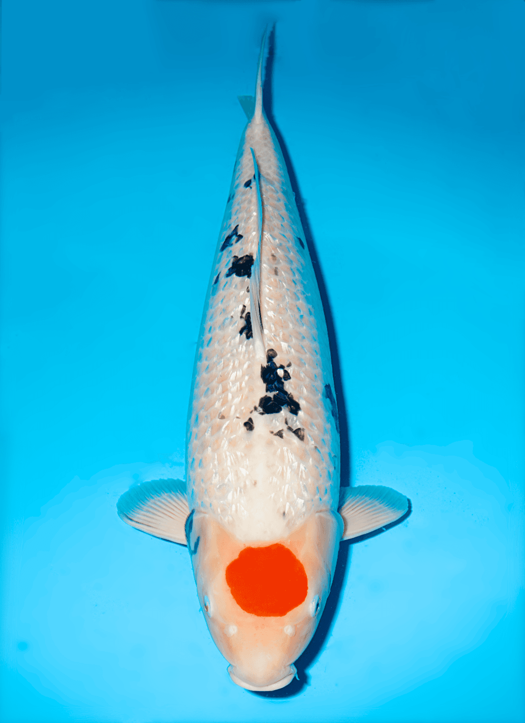 Japanse koi Hiroi Ginrin Sanke  Yonsai 70cm