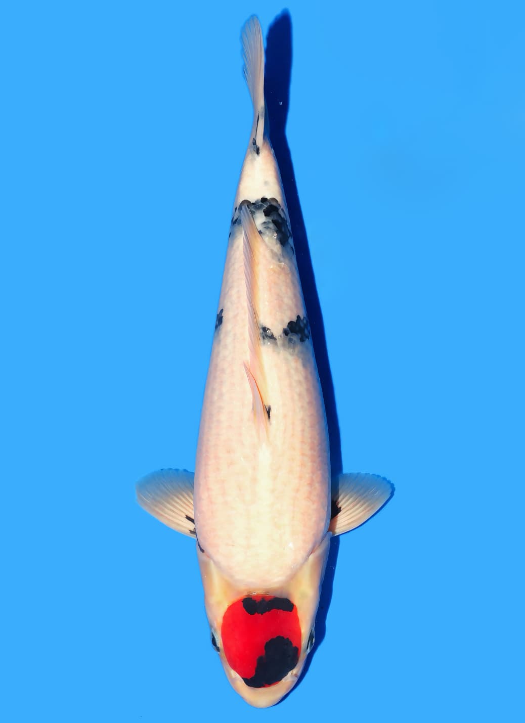 Japanse koi Isa  Showa Seishirou Tosai 45cm