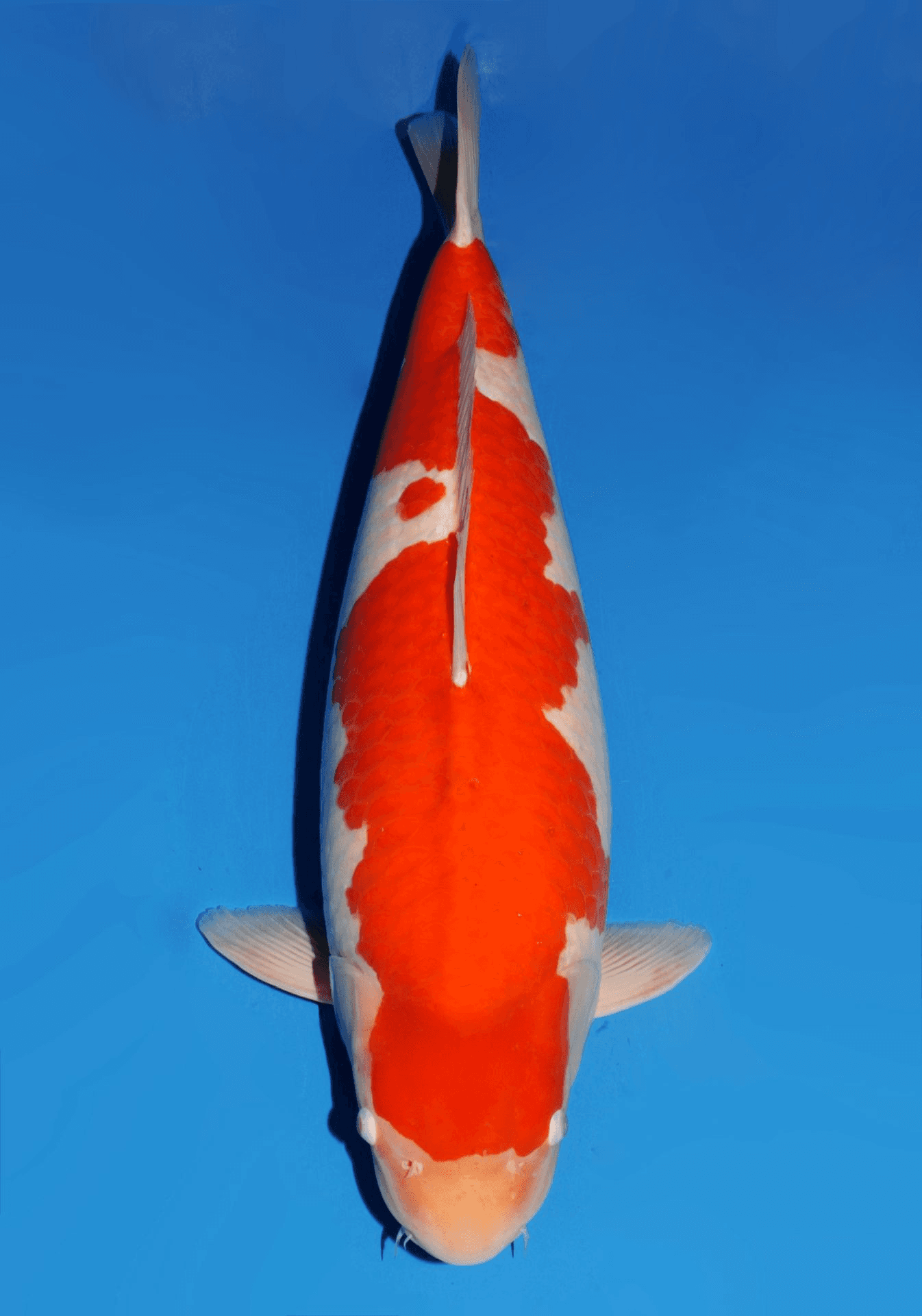Japanse koi Dainichi  Kohaku WILD Gosai 80cm