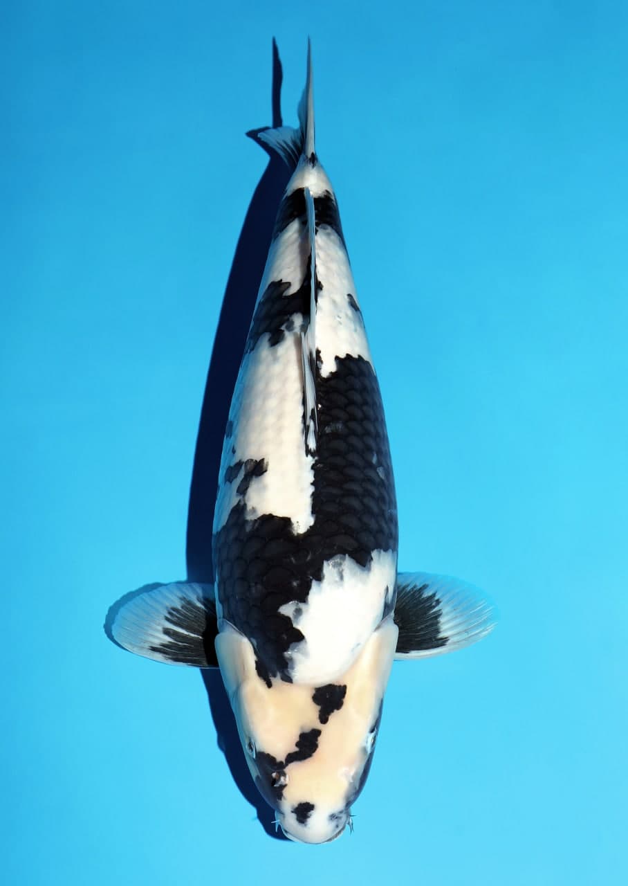 Japanse koi Omosako  Shiro-utsuri  Yonsai 72cm