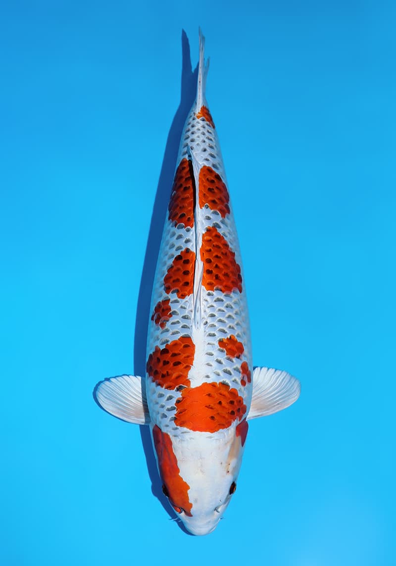 Japanse koi Omosako  Kujaku  Sansai 64cm