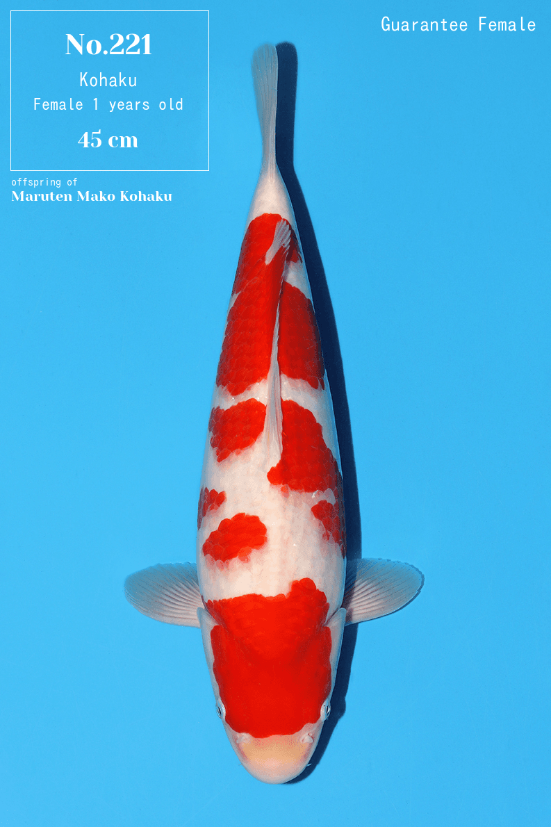 Japanse koi Momotaro  Kohaku Maruten Mako Nisai 61cm