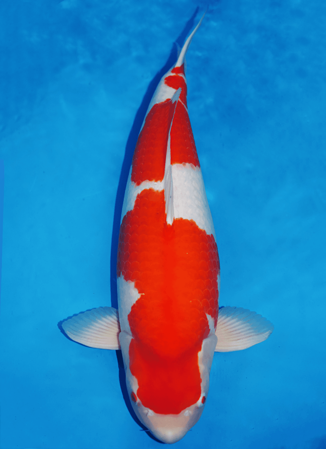 Japanse koi Dainichi  Kohaku NewMiharaX Rokusai + 74cm