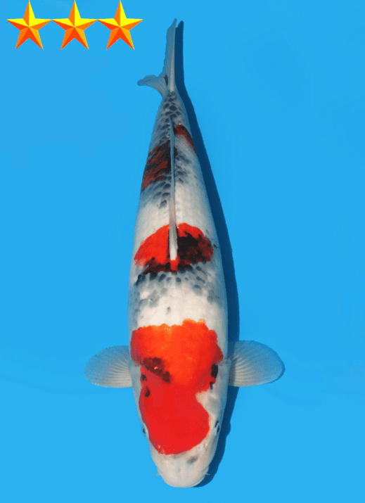Japanse koi Dainichi Toyota  Showa  Yonsai 53cm