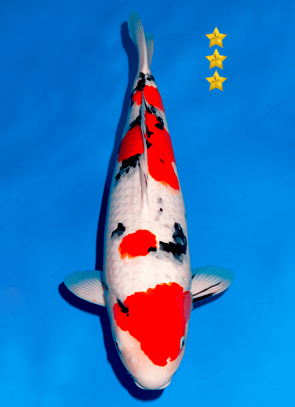 Japanse koi Ogata  Sanke Sakai Nisai 61cm