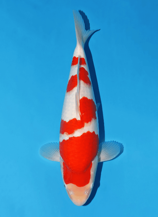 Japanse koi Momotaro  Kohaku TM Kohaku Sansai 55cm