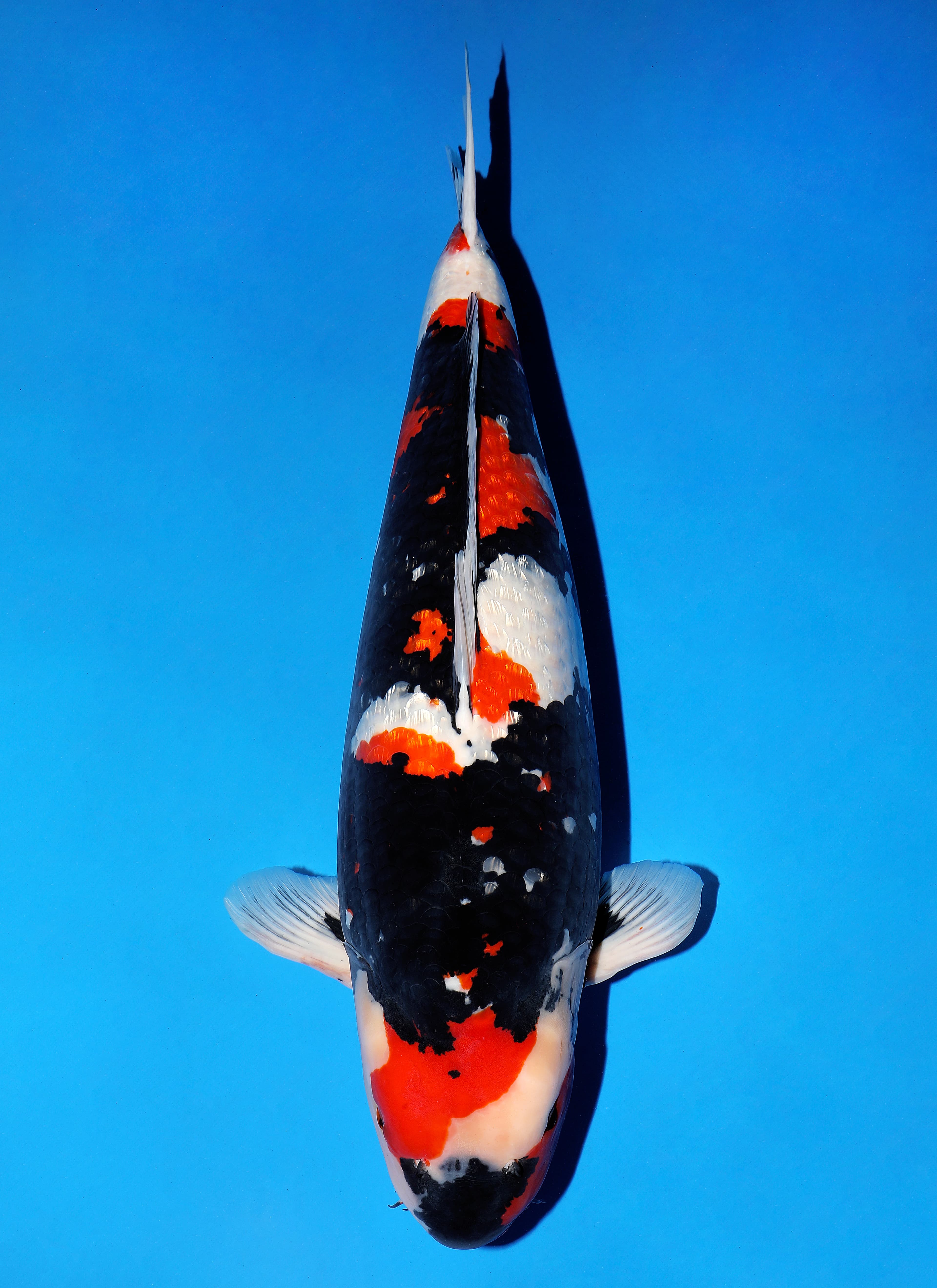 Japanse koi Yagenji Ginrin Showa  Rokusai + 84cm