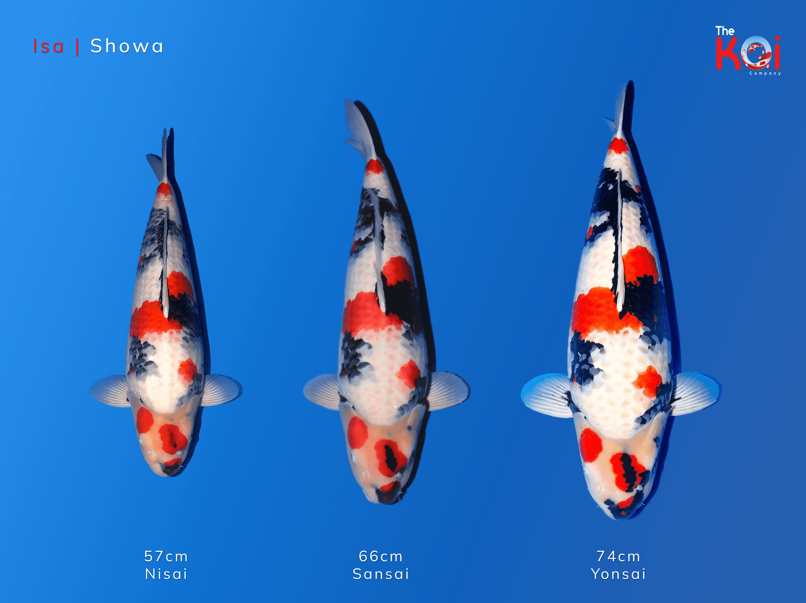 Japanse koi ontwikkeling Isa Showa 