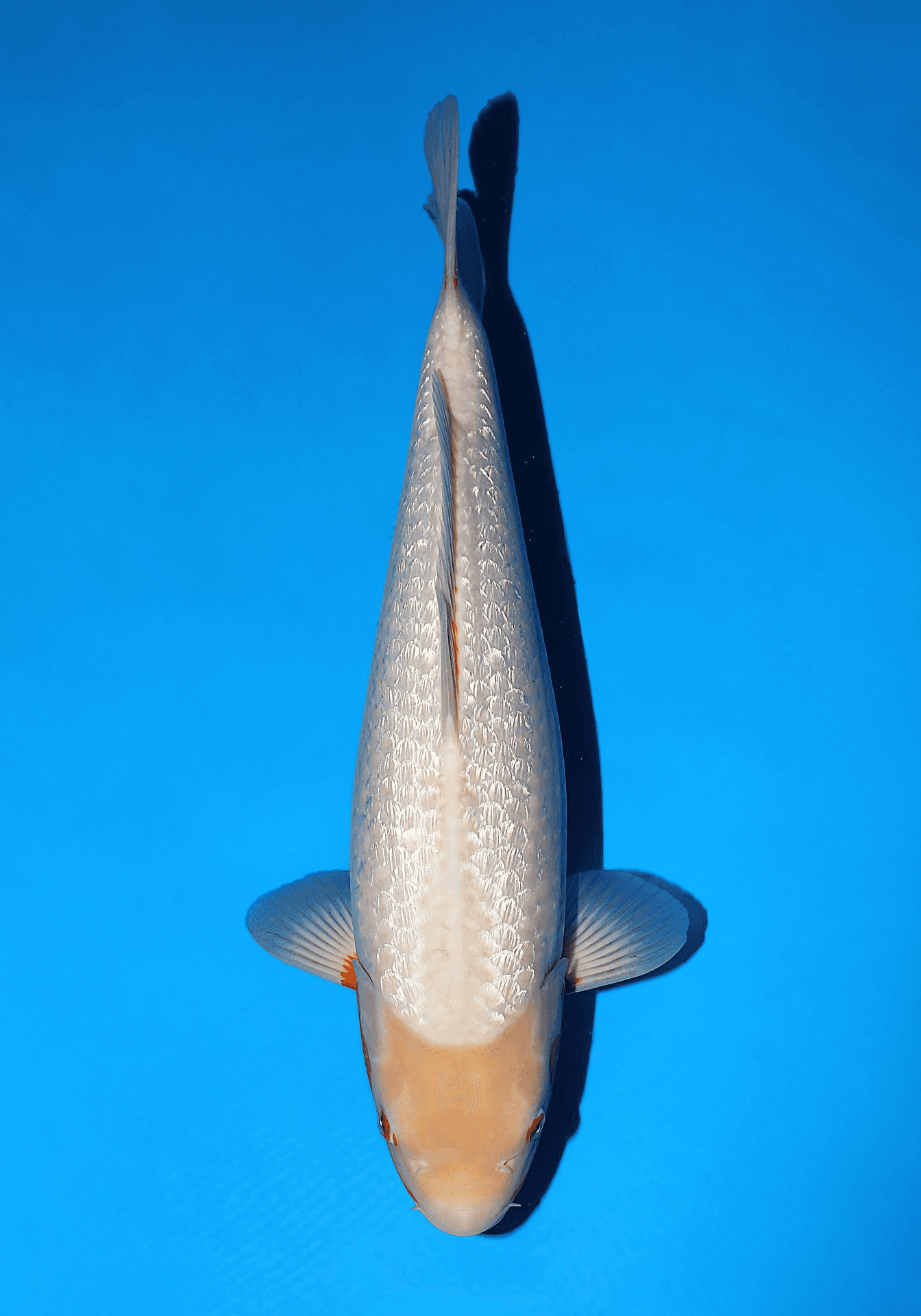 Japanse koi Oya Ginrin Asagi  Sansai 62cm
