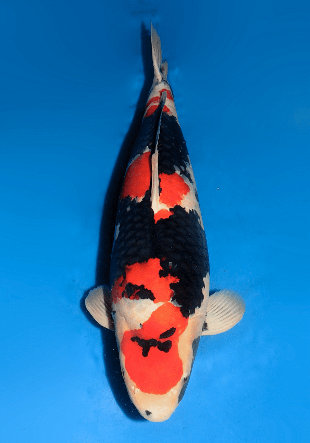 Japanse koi Dainichi  Showa MonaLisa Gosai 78cm
