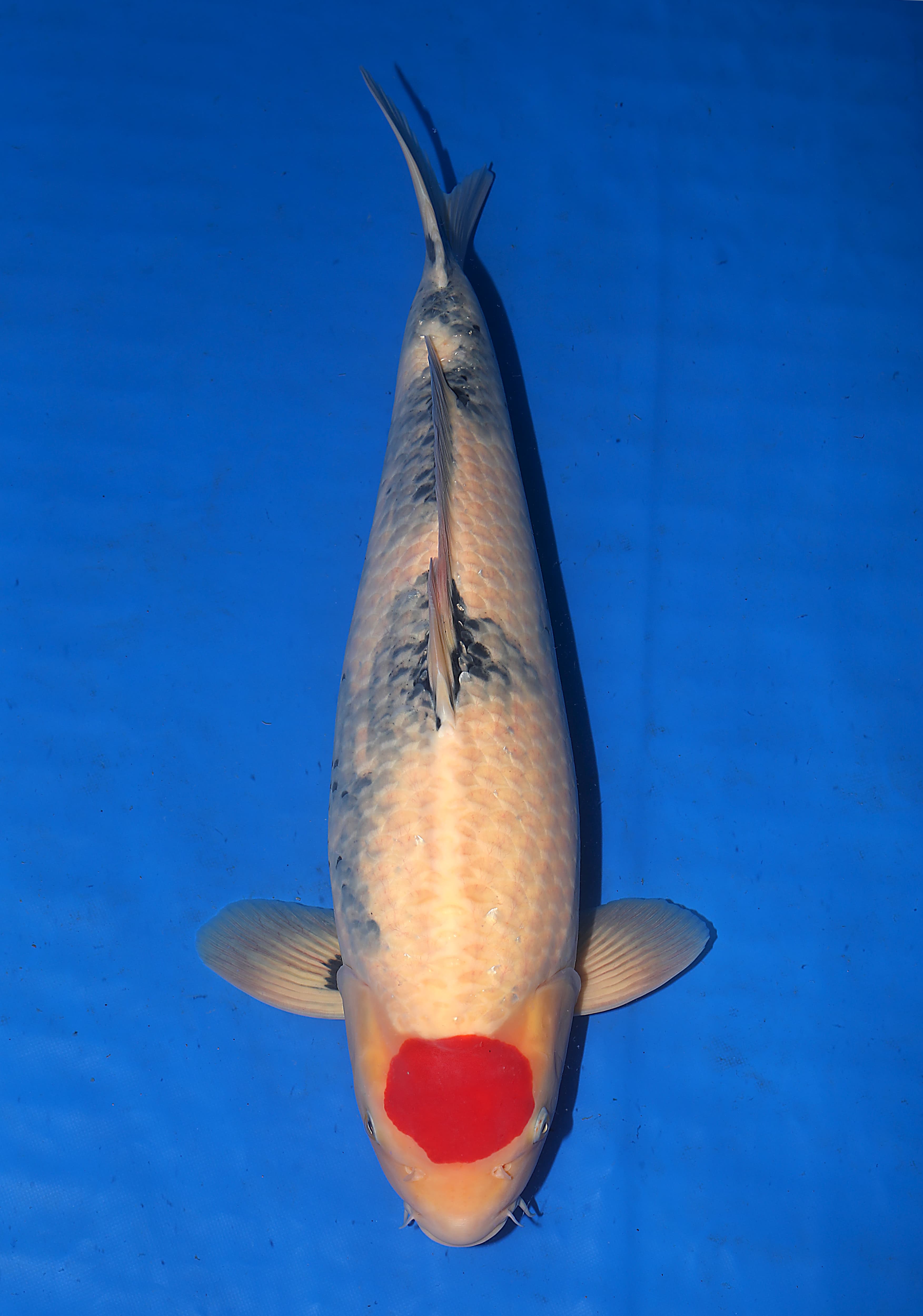 Japanse koi Isa  Showa  Sansai 68cm
