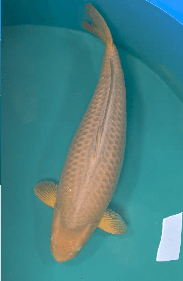 Japanse koi Ikarashi  Chagoi  Yonsai 75cm