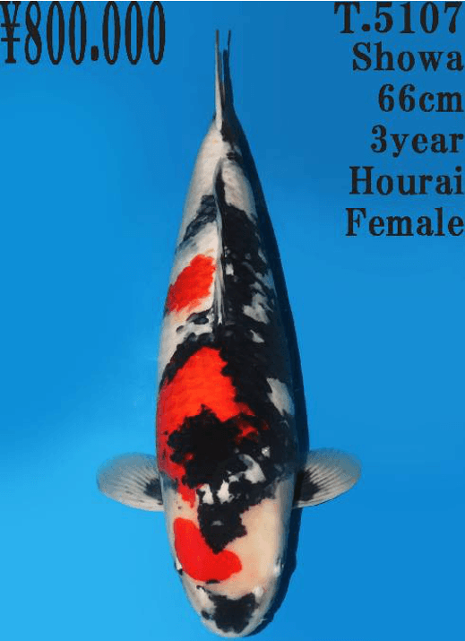 Japanse koi Dainichi Toyota  Showa Hourai Rokusai + 73cm