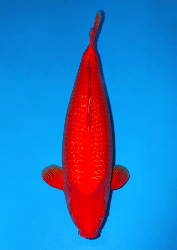 Japanse koi Ogata Ginrin Benigoi Taiho Rokusai + 83cm