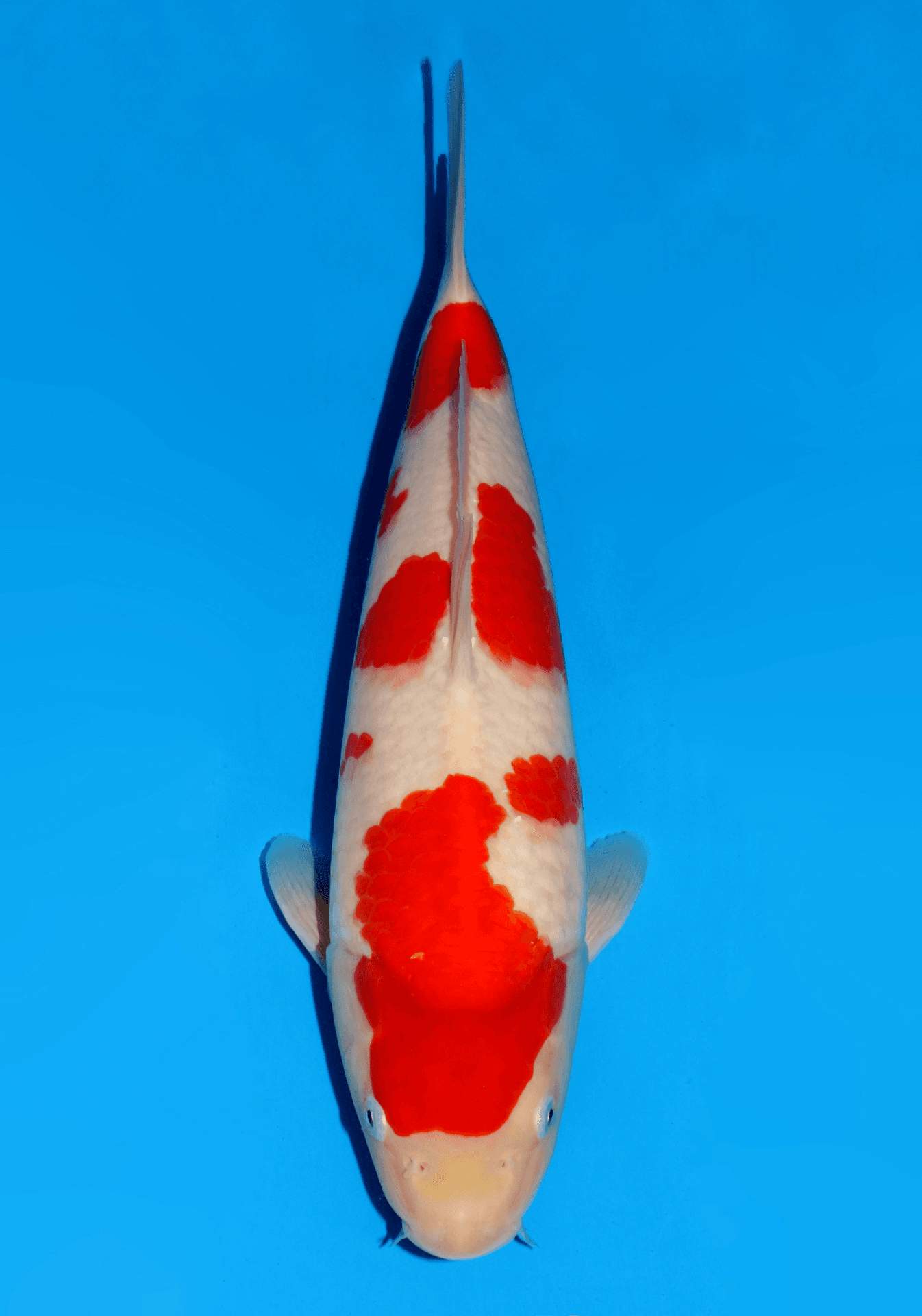 Japanse koi Dainichi  Kohaku NewMiharaX Sansai 45cm