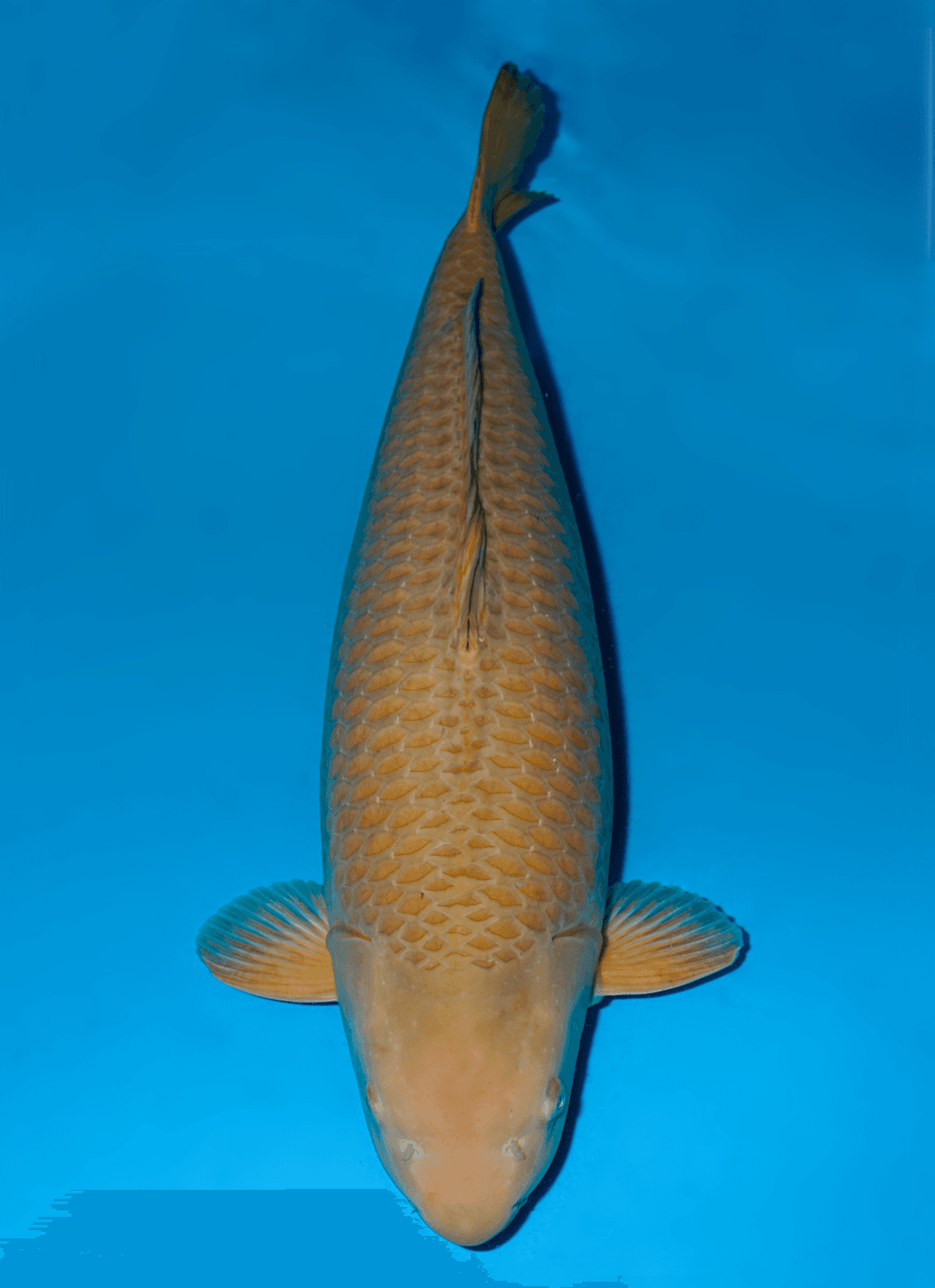 Japanse koi Ikarashi  Chagoi  Gosai 78cm