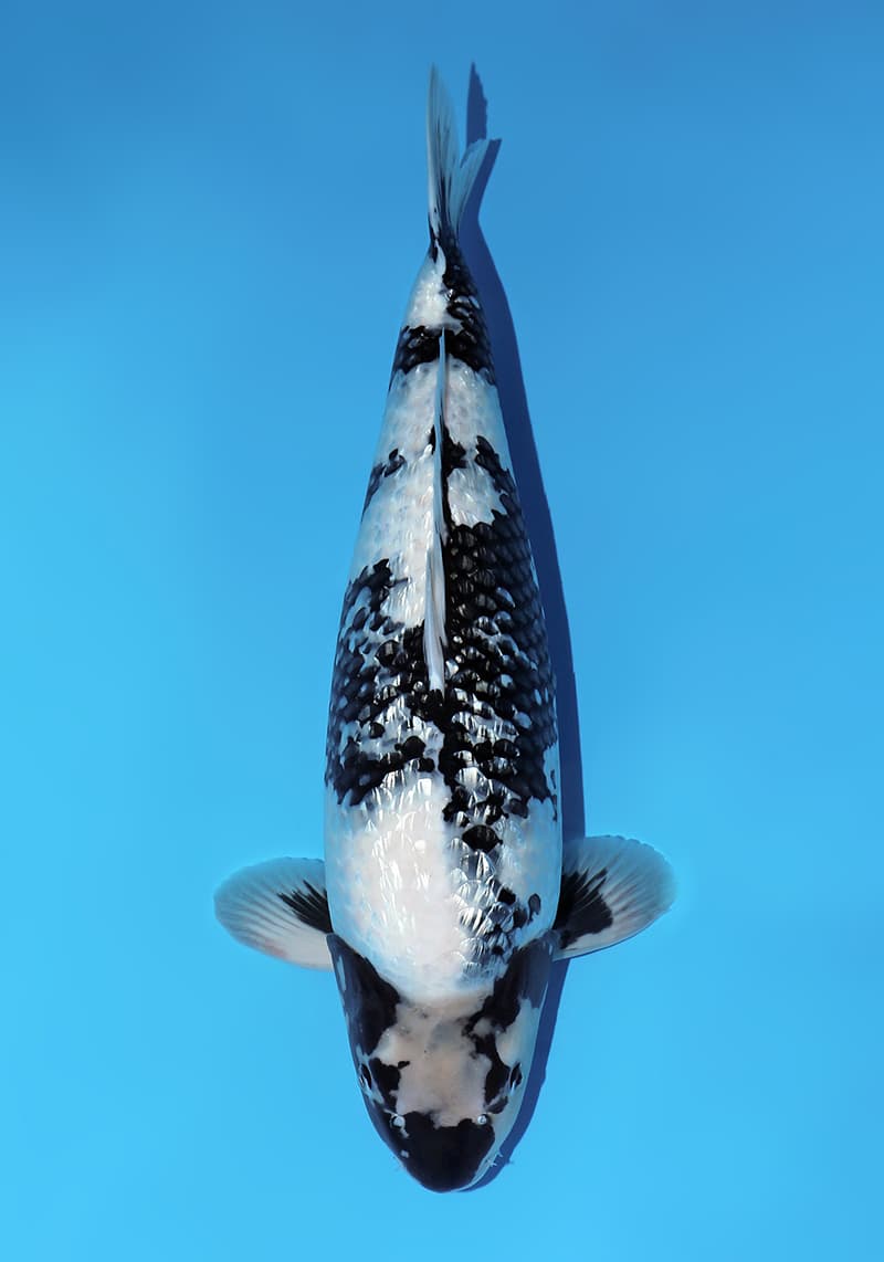 Japanse koi Omosako Ginrin Shiro-utsuri X-1 Sansai 61cm