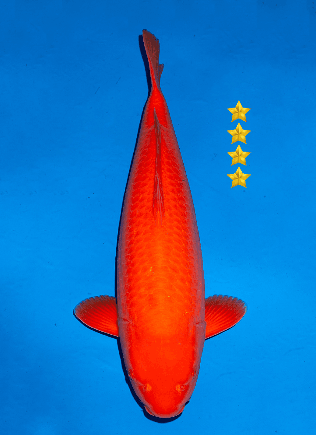 Japanse koi Ogata  Benigoi Taiho Sansai 66cm