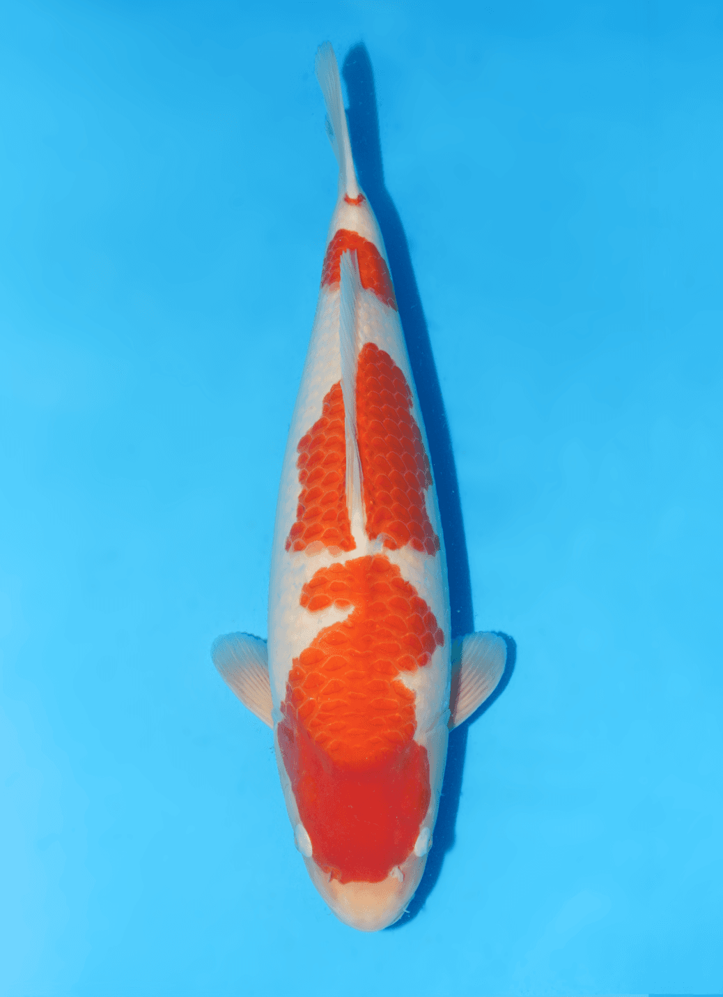 Japanse koi Dainichi  Kohaku RedTiger Nisai 53cm