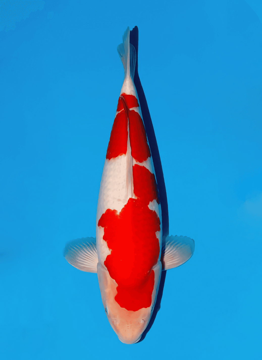 Japanse koi Momotaro  Kohaku Kamuy Tosai 42cm