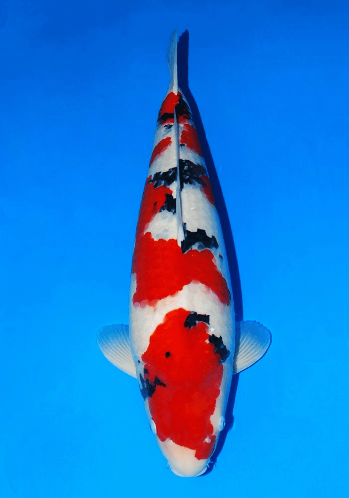 Japanse koi Sakai Fish Farm  Sanke  Gosai 85cm