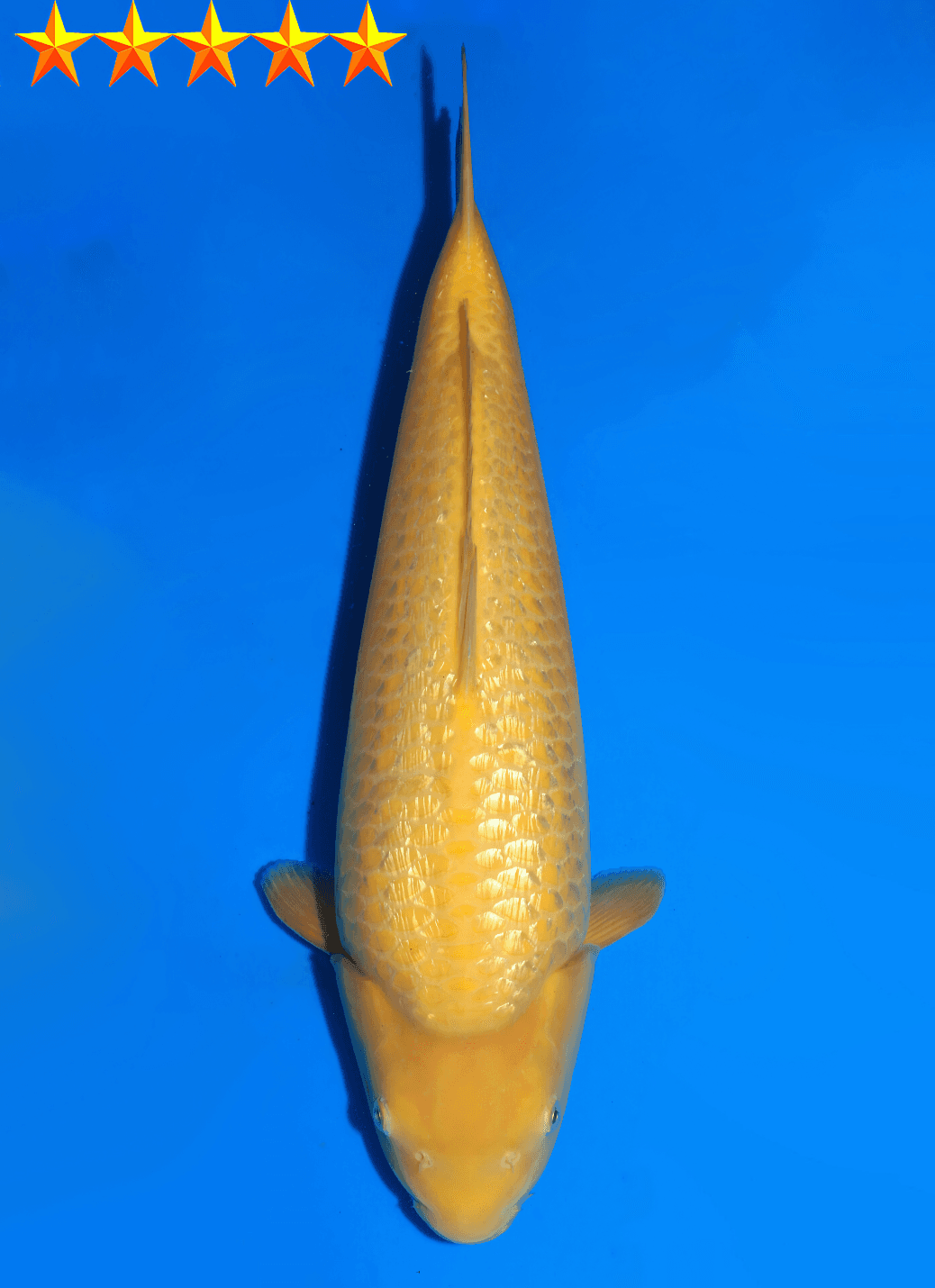 Japanse koi Dainichi Ginrin Karashigoi YellowMonkey Tosai 47cm