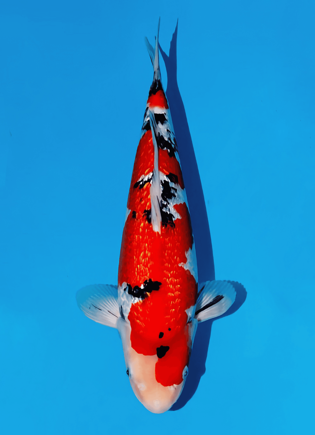 Japanse koi Momotaro Ginrin Sanke Kamuy Tosai 38cm