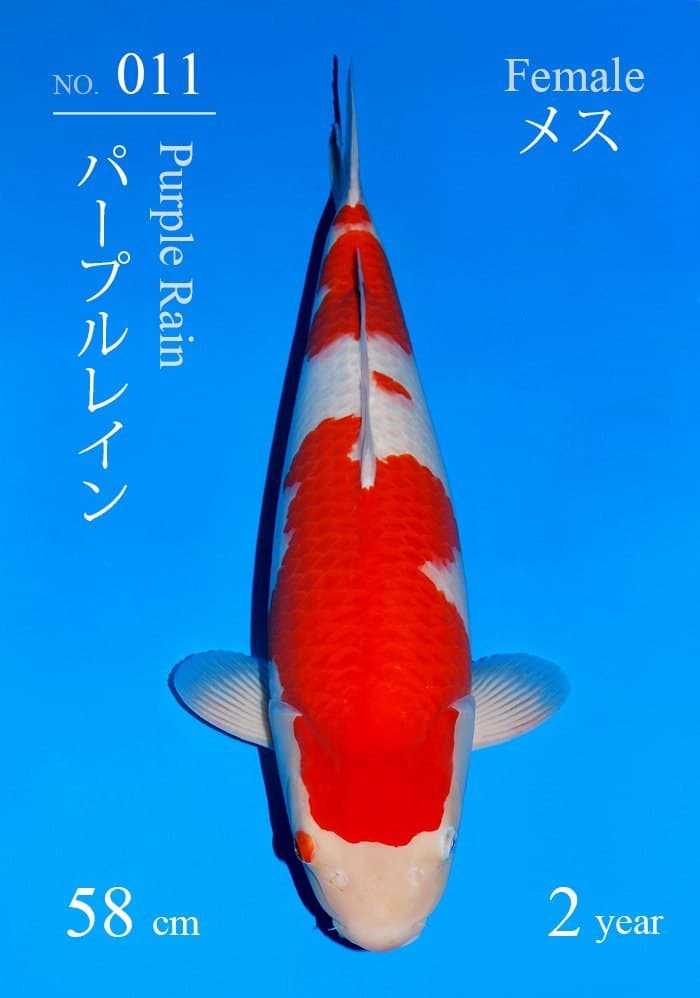 Japanse koi Sakai Fish Farm  Kohaku Purple Rain Sansai 58cm