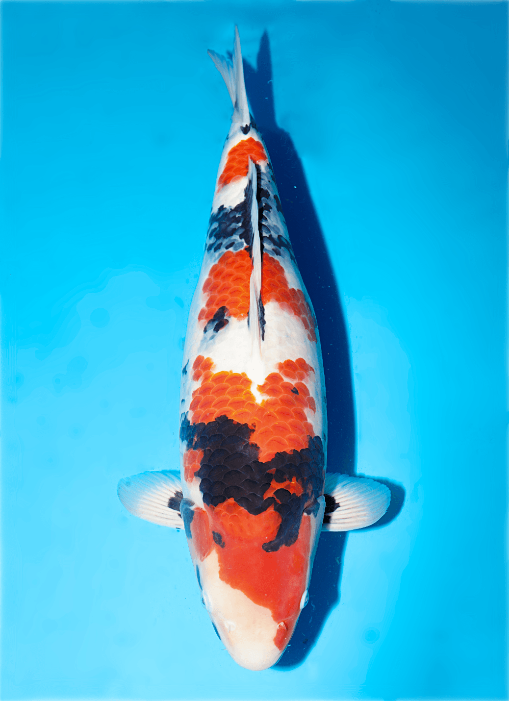 Japanse koi Isa  Showa  Nisai 54cm