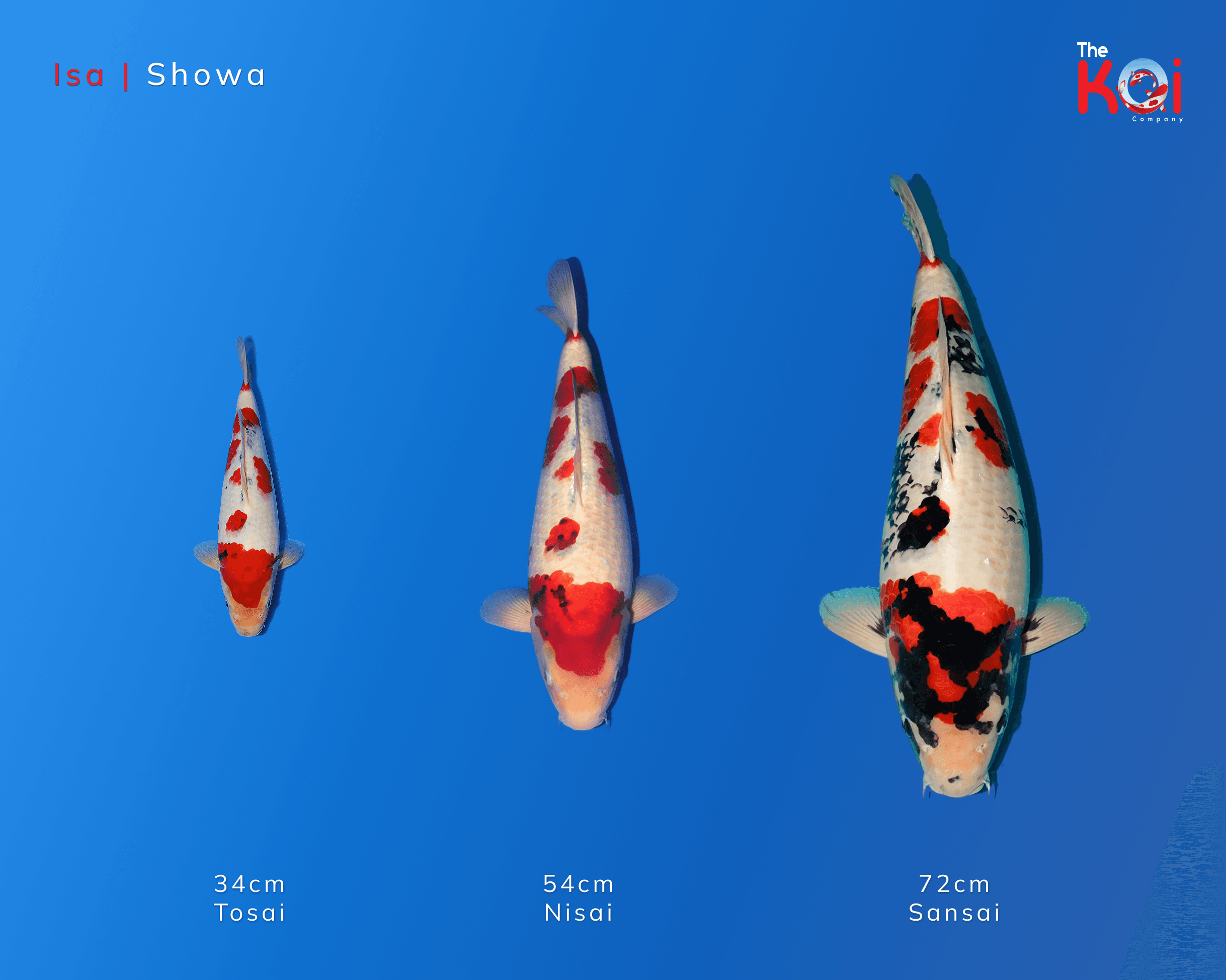 Japanse koi ontwikkeling Isa Showa 