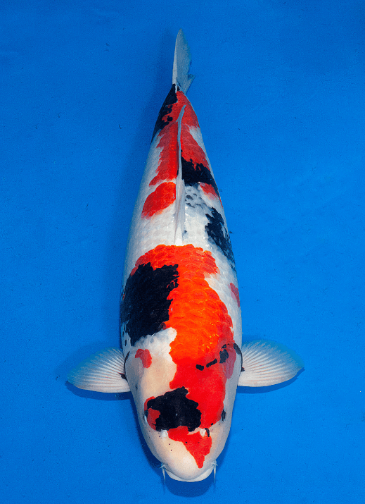 Japanse koi Ogata  Showa Isa Yonsai 71cm