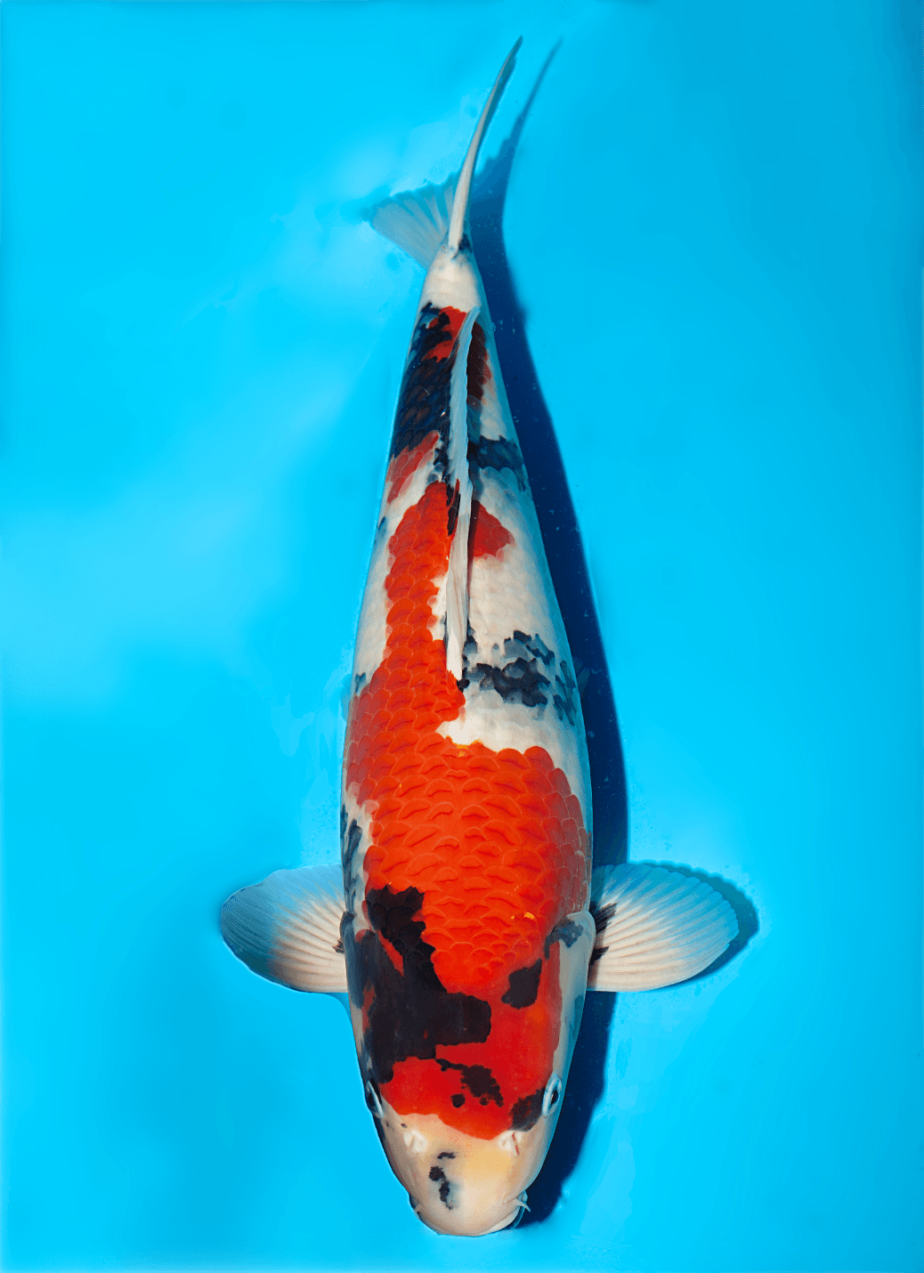 Japanse koi Isa  Showa  Nisai 46cm