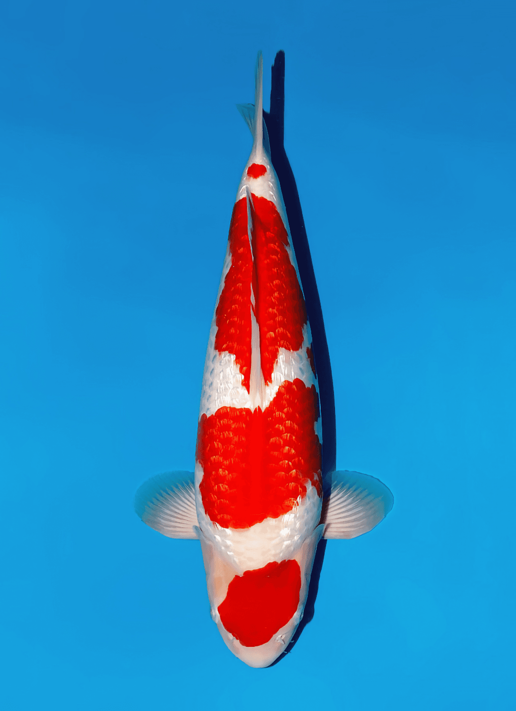 Japanse koi Momotaro  Kohaku Kamuy Tosai 51cm